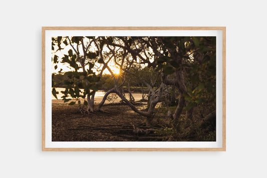 SUNSET MANGROVES